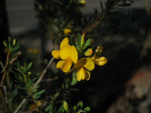 Pultenaea flexilis flowers