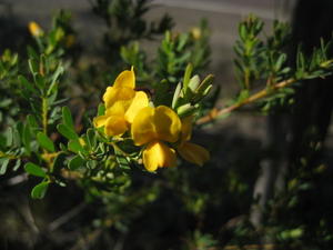 Pultenaea flexilis flowers