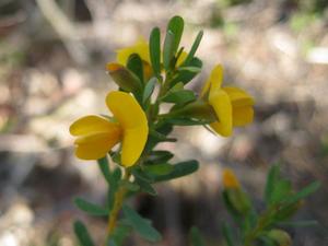 Pultenaea flexilis flowers