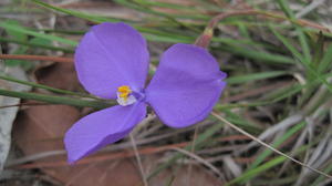 Patersonia fragilis flower