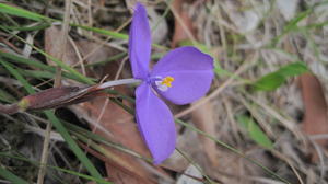 Patersonia fragilis flower