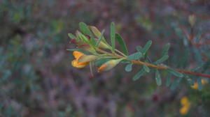 Pultenaea flexilis buds with curved tip