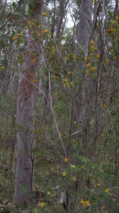 Pultenaea flexilis plant shape - tall shrub