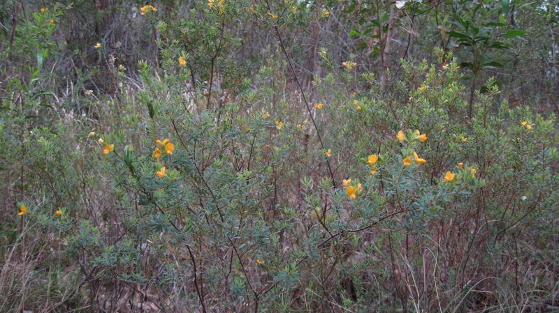 Pultenaea flexilis plant shape - shrub