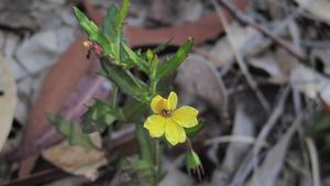 Goodenia heterophylla flower