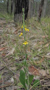 Goodenia bellidifolia plant shape