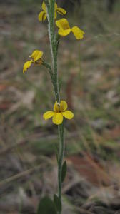 Goodenia bellidifolia flowers