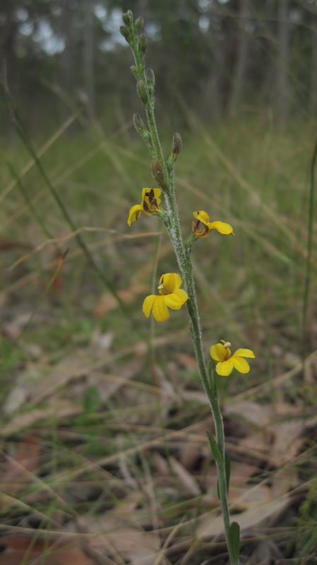 Goodenia bellidifolia flowers