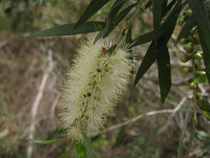 Callistemon salignus flower