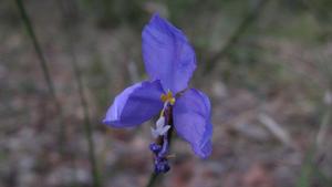 Patersonia glabrata flower