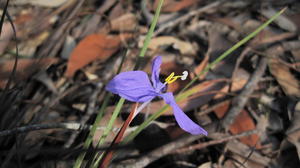 Patersonia glabrata flower