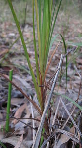 Patersonia glabrata leaf base