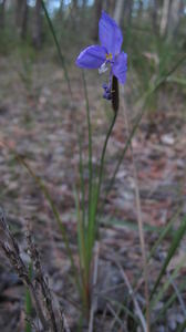 Patersonia glabrata plant shape