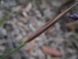 Patersonia glabrata bud