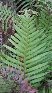 Blechnum cartilagineum