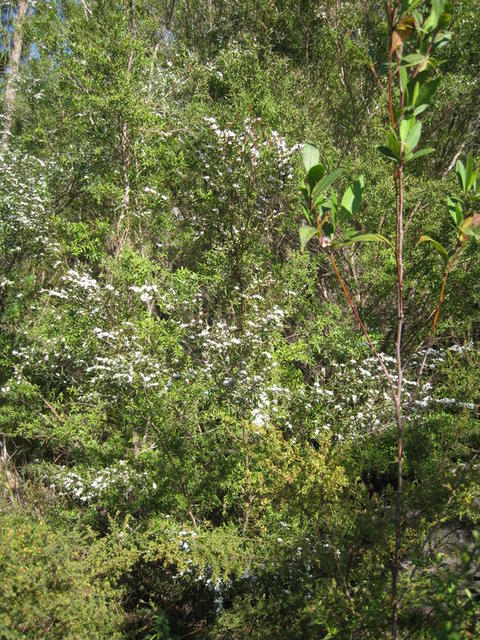 Leptospermum  polygalifolium var polygalifolium in moist gully