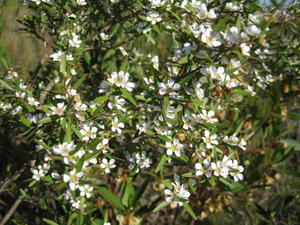 Leptospermum  polygalifolium var polygalifolium has long leaves