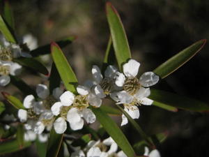 Leptospermum  polygalifolium var polygalifolium long leaves and grows in damp areas