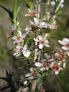 Leptospermum juniperinum pointed leaves