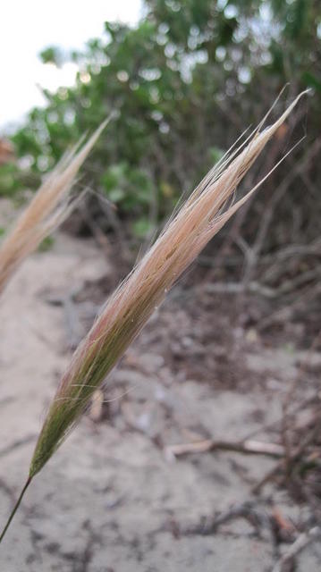 Dichelachne crinita plume