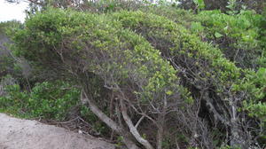 Monotoca elliptica pruned by wind on dunes