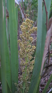 Lomandra longifolia buds