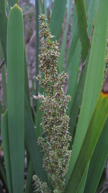 Lomandra longifolia buds