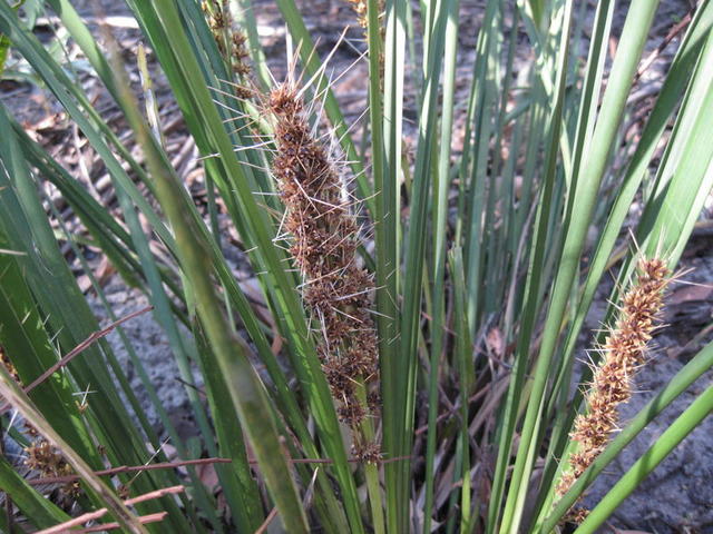 Lomandra longifolia flower stalk