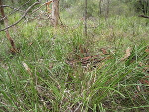 Lomandra longifolia habitat