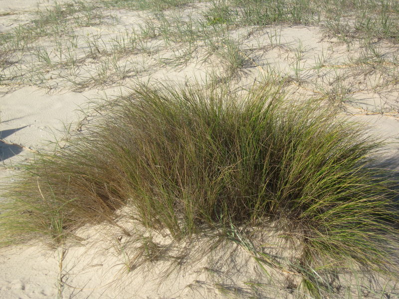 Austrofestuca littoralis plant shape