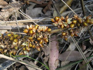 Lomandra longifolia fruit