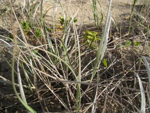 Spinifex sericeus silky, silvery leaves