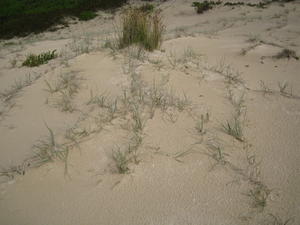 Spinifex sericeus stems on dunes