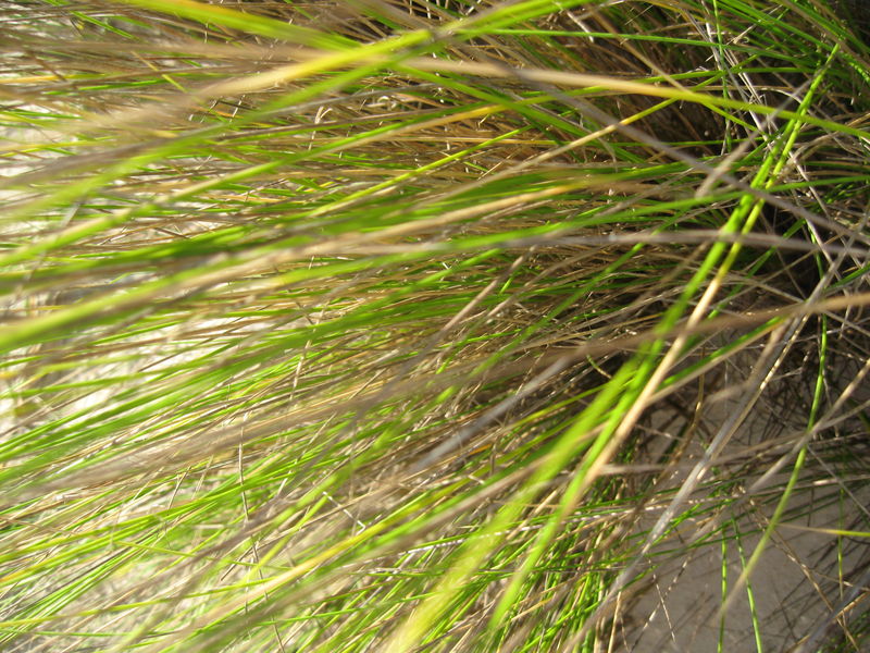 Austrofestuca littoralis leaves 