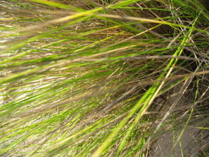 Austrofestuca littoralis leaves 