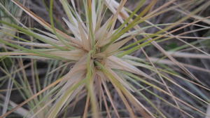 Spinifex sericeus female seed head