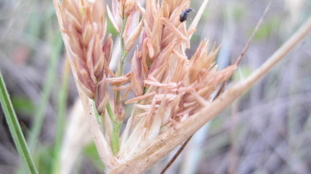 Spinifex sericeus old and dry male head