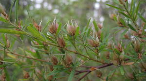 Pultenaea blakelyi unopened fruit