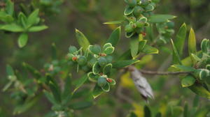 Monotoca elliptica green fruit