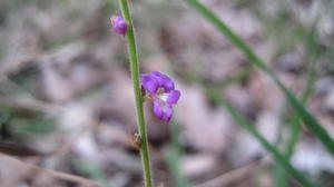 Desmodium rhytidophyllum flower