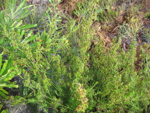 Caustis flexuosa habit