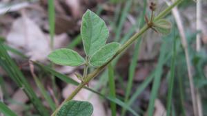 Desmodium rhytidophyllum hairy stem and stipules