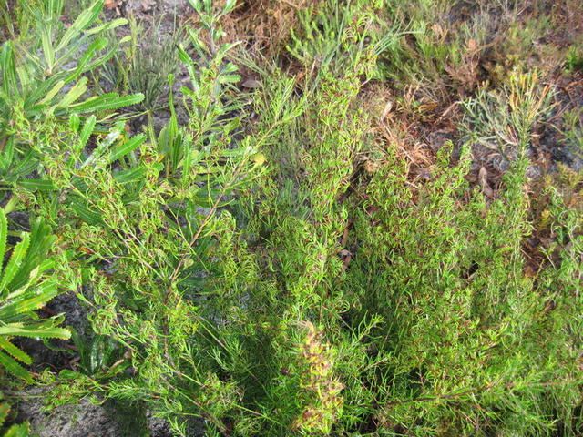 Caustis flexuosa habit