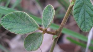 Desmodium rhytidophyllum hairy leaf