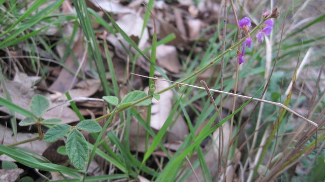 Desmodium rhytidophyllum flower stem