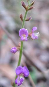 Desmodium rhytidophyllum flower stem