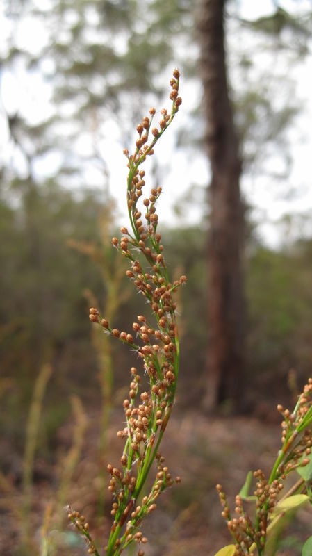 Baloskion tetraphyllum fruit