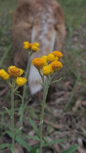 Chrysocephalum semipapposum flowers