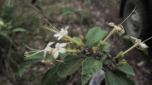 Clerodendrum tomentosum flowers