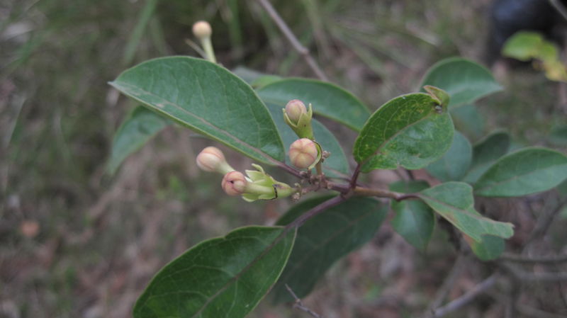 Clerodendrum tomentosum buds